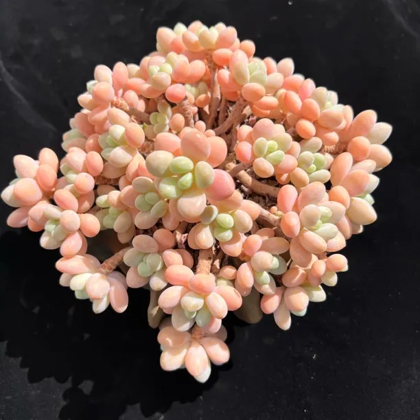 精选多肉植物一物一拍  精控小老桩 云南昆明发货 包邮