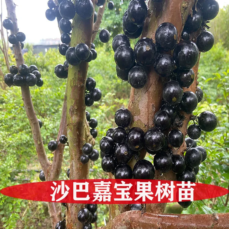 嘉宝果苗四季早生嘉宝果树苗艾斯卡嘉宝果树苗沙巴嘉宝果树苗盆栽