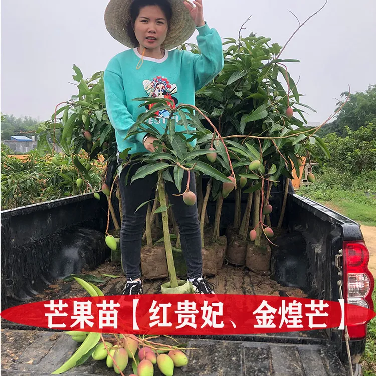 芒果苗金煌芒果苗红贵妃芒果苗台农芒果苗四季芒果苗桂七芒果苗