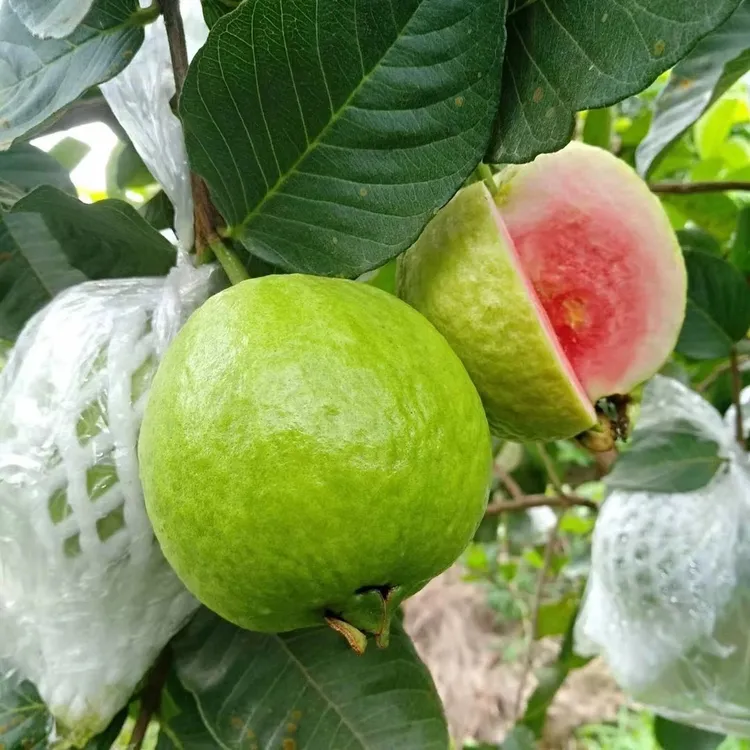 红宝石芭乐番石榴苗多季开花结果盆栽地栽