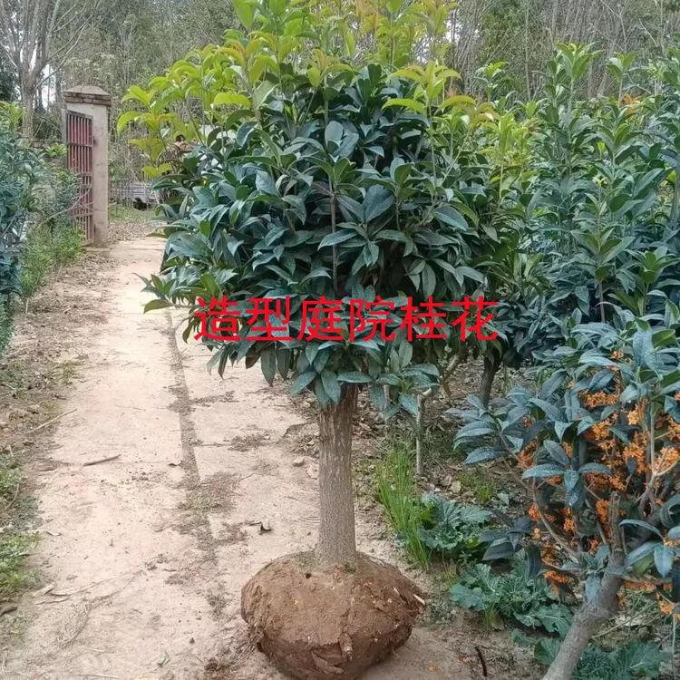 嫁接桂花树苗原生桂花盆栽桂花盆景盆栽 四季桂丹桂金桂沉香桂