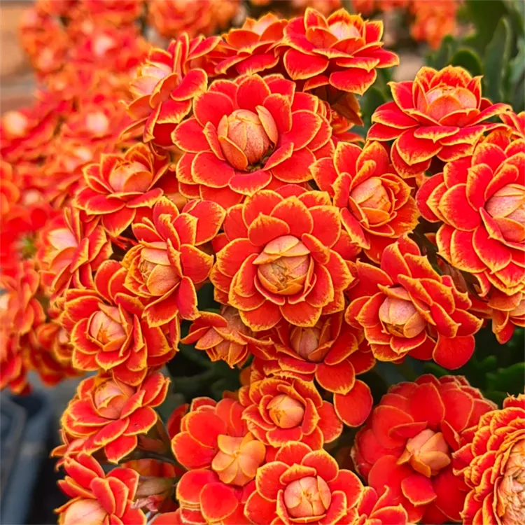 120杯【金狐狸】~稀有重瓣大花苞长寿