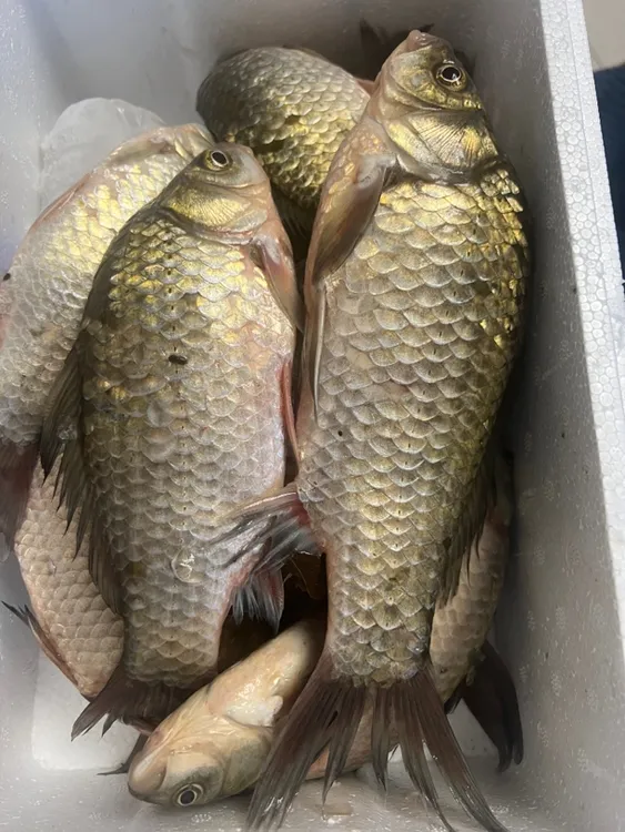 水库野生鲫鱼5斤：顺丰包邮