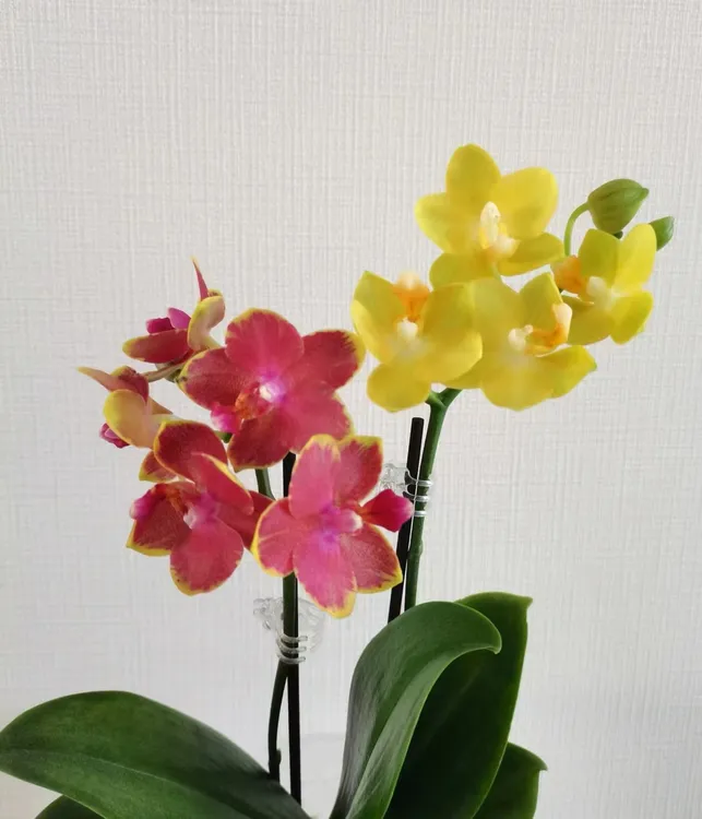 《樱桃番茄》变异株蝴蝶兰-3.0杯返祖机率返祖无售后【凑2颗包邮】