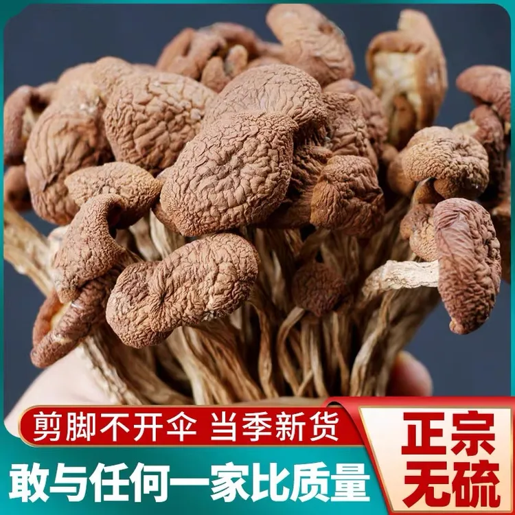 豪媳妇（高山茶树菇）精选茶树菇干货精品干锅煲汤8
