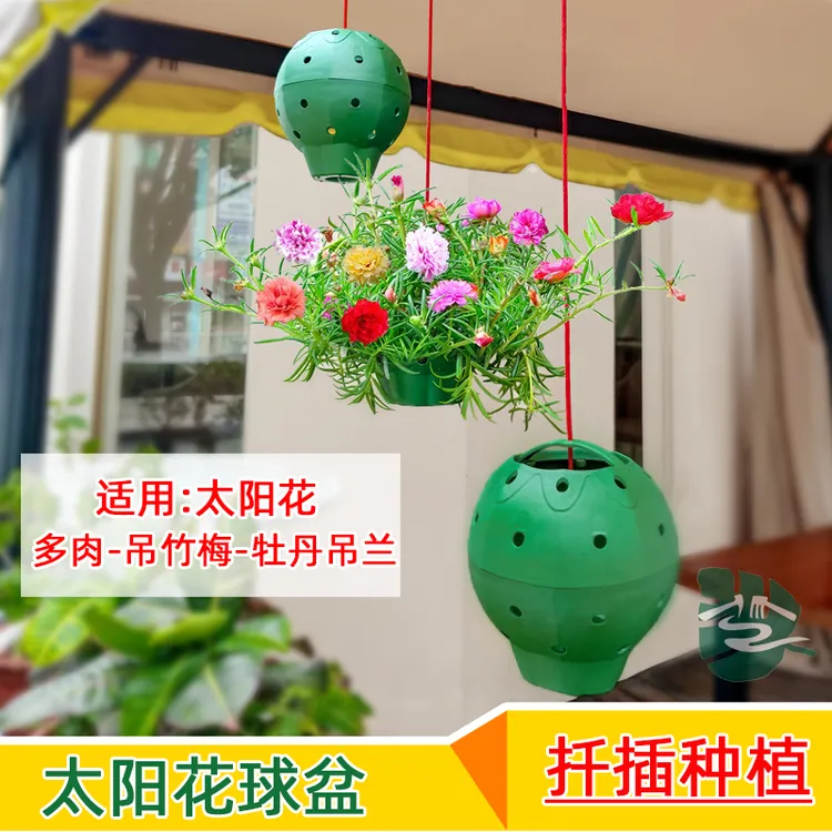 多孔球盆太阳花扦插种植多肉吊竹梅牡丹吊兰崖植多孔花球盆造型架