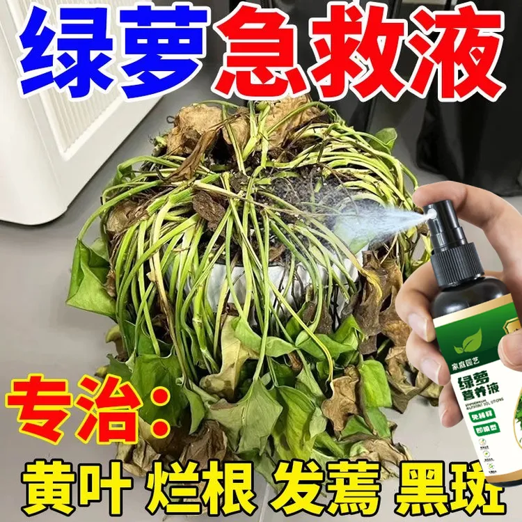 【绿萝急救】绿萝营养液植物专用叶子发黄烂根一喷翠绿有机液体肥