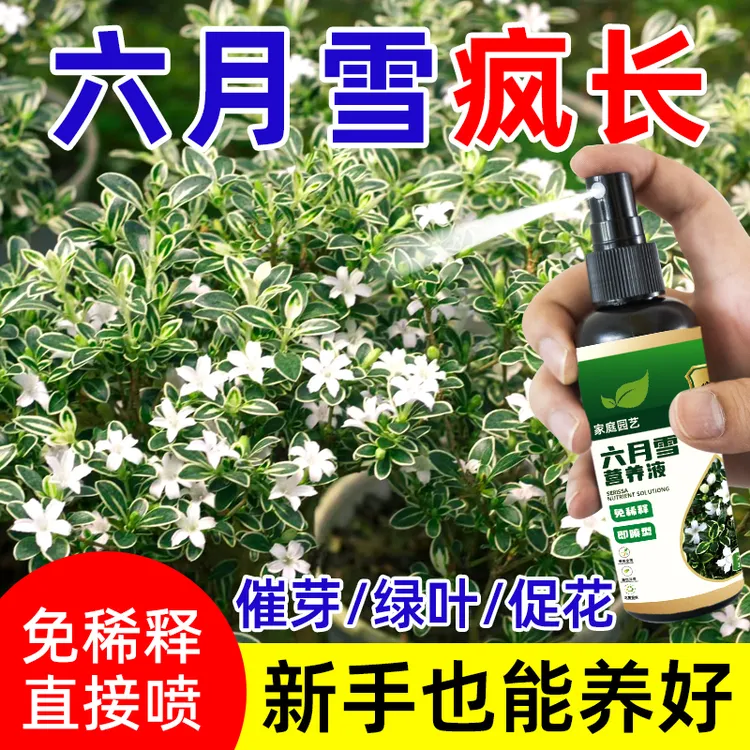六月雪专用免稀释营养液治黄叶烂根六月雪肥料促绿叶延花期花肥料