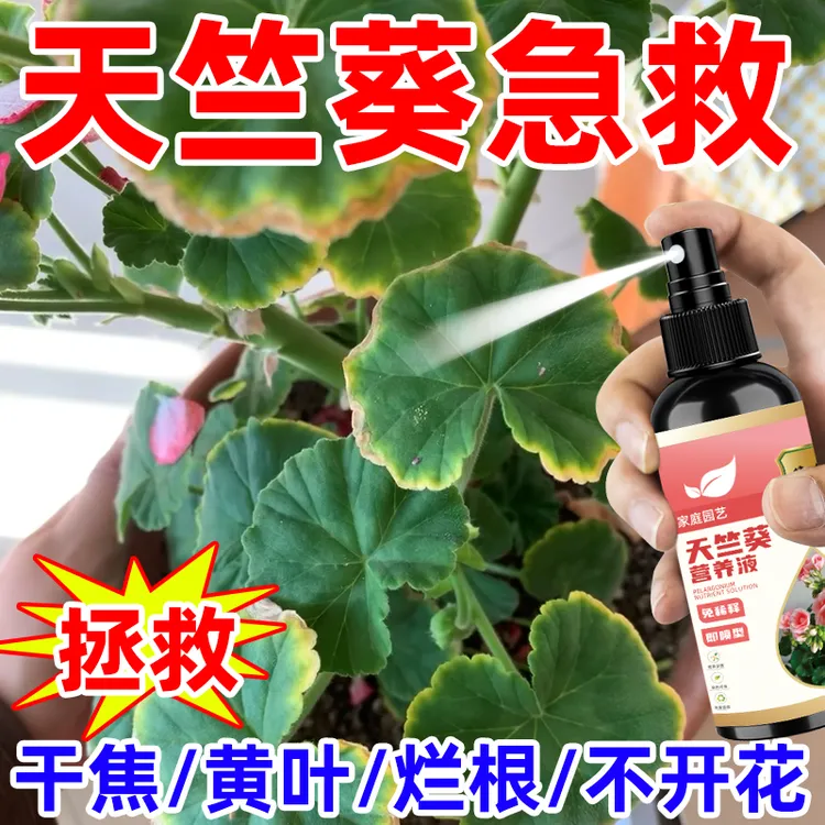【治疗枯黄】天竺葵专用营养液叶子变黄枯萎烂根生长缓慢促花催花肥