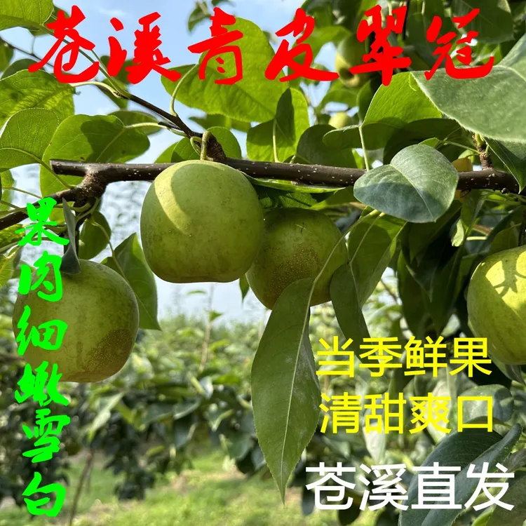 小果专链【苍溪翠冠梨】四川苍溪青皮翠冠梨六月雪蜜梨