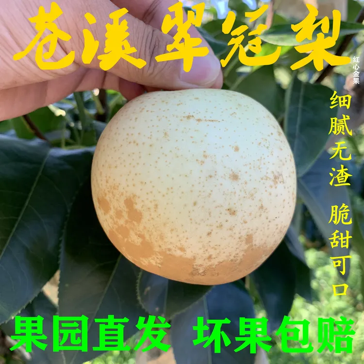 【四川苍溪翠冠梨】套袋黄皮翠冠梨当季新鲜水果六月雪蜜梨