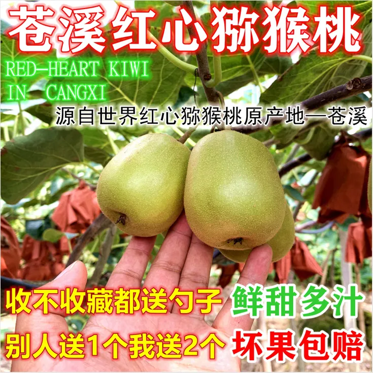 正宗四川广元苍溪红心弥猕猴桃奇异果非蒲江新鲜水果摘净重5斤9斤