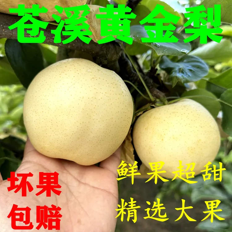 【四川苍溪黄金梨】套袋黄金梨黄皮翠冠梨蜜梨六月雪当季新鲜水果