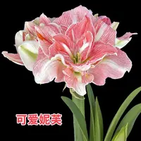 (小花匠花坊)可爱妮芙~重瓣,荷兰进口朱顶红种球