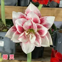 （小花匠花坊）精灵～重瓣，荷兰进口朱顶红种球