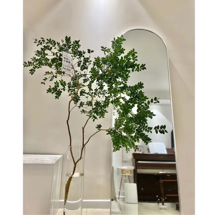 【拍一发二】美男树水培植物客厅绿植鲜切室内马醉木吊钟平替