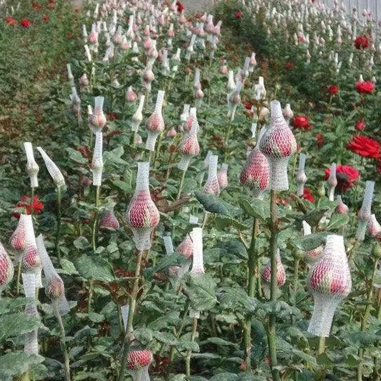 浓香玫瑰花苗四季开花大花庭院室内外月季花盆栽花卉阳台观花植物