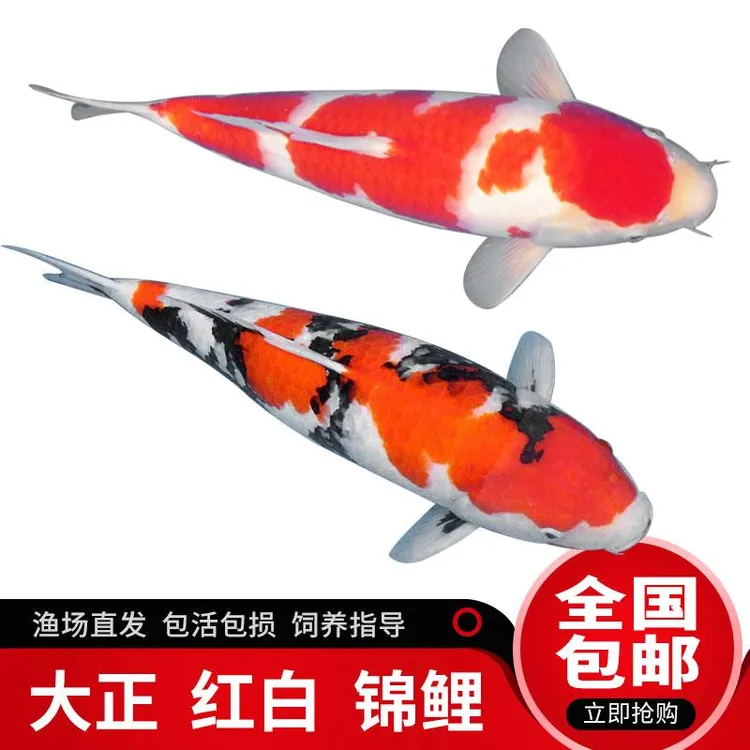 玉鼎渔锦鲤鱼活鱼精品纯种红白大正三色锦鲤冷水观赏鱼好养耐活