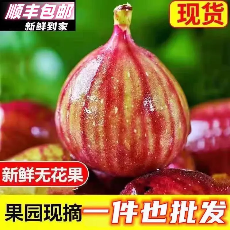 【顺丰冷链-无花果】四川成都龙泉驿红皮无花果波姬红树熟采摘发货