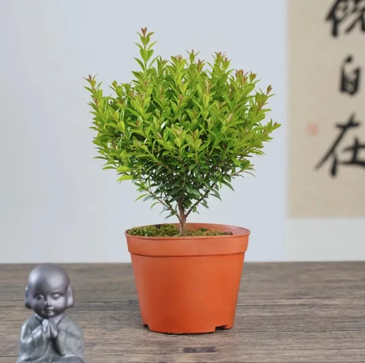 小叶赤楠光照老桩鲜活内外四季盆栽花卉老桩盆景造景室内外种植