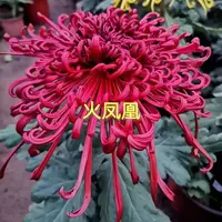 双11产地直发【火凤凰】大花线型菊花四季开花耐寒好养活