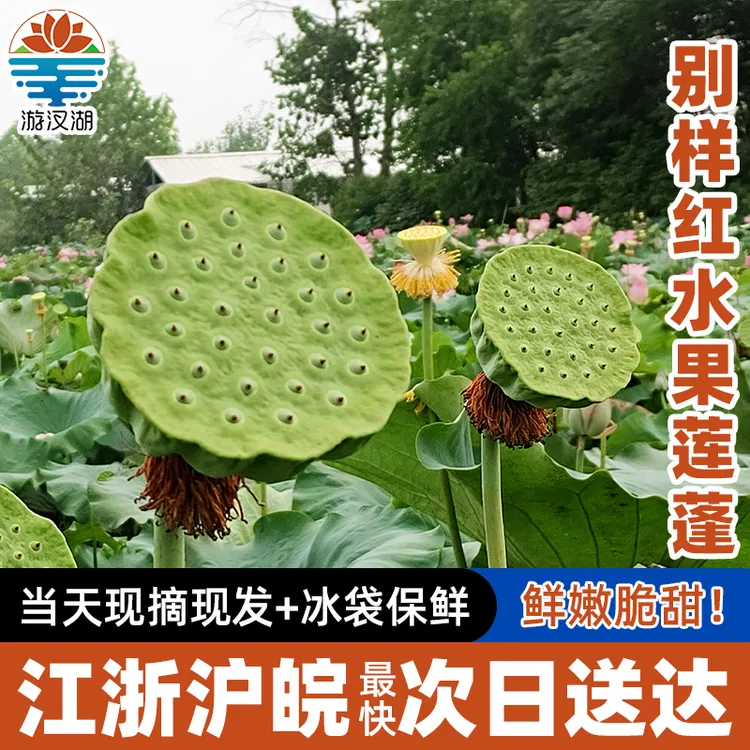 别样红新鲜莲蓬 现摘现发鲜嫩水果莲蓬 鲜甜可口莲子米 顺丰包邮
