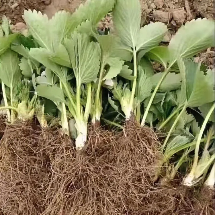 草莓秧苗大草莓苗批发一年四季奶油草莓苗南北方种植盆栽落地脱毒