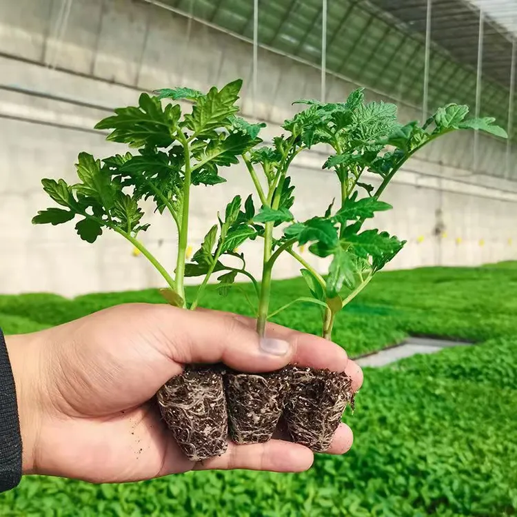 番茄苗红大粉番茄小番茄蔬菜瓜果苗适合庭院家庭阳台南方蔬菜秧苗