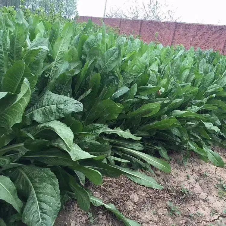 菊苣草多年生冬季耐寒须根好种植