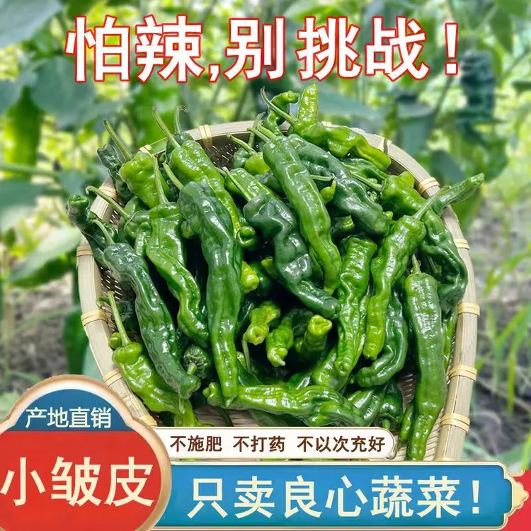 《顺丰》爆辣小皱皮辣新鲜优质土辣椒美味饱满蔬菜薄皮农特产