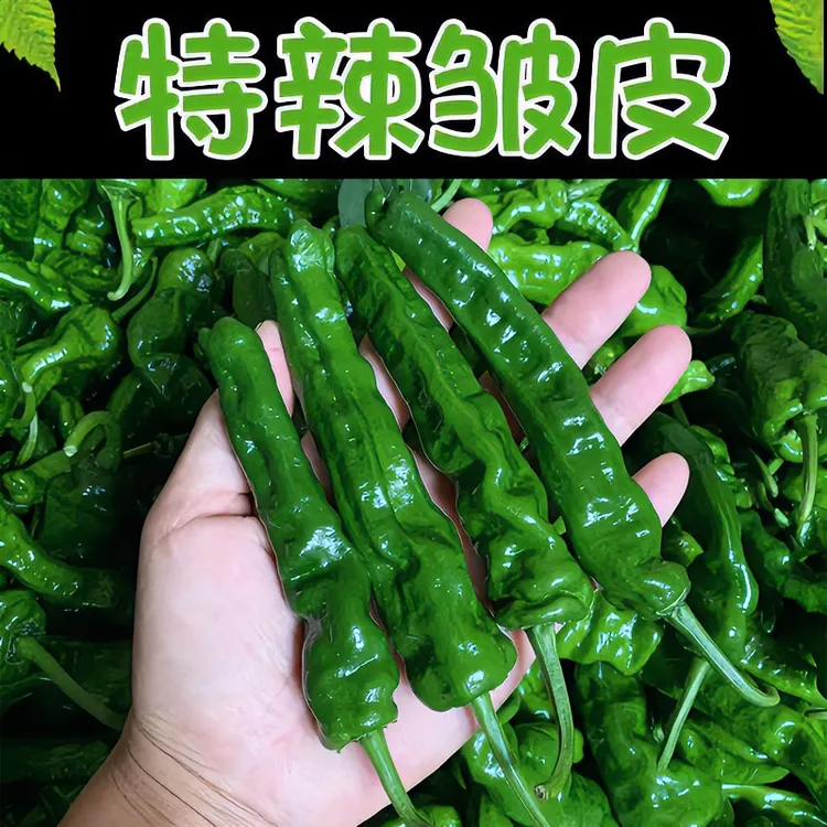 《顺丰》爆辣小皱皮辣新鲜优质土辣椒美味饱满蔬菜薄皮青椒好吃特产