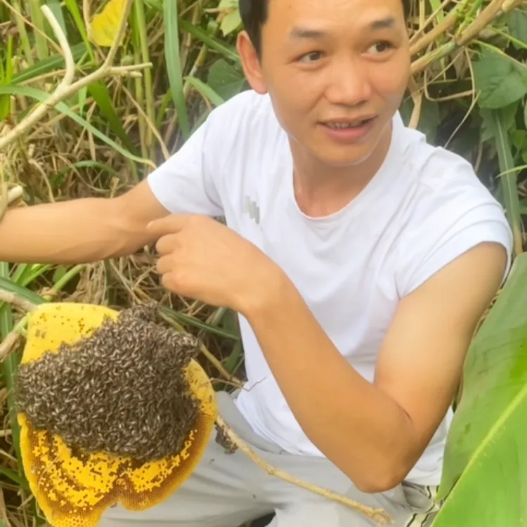 云南正宗小挂蜂蜜嚼着吃野山花蜂蜜百花蜜香甜软糯纯正土蜂蜜