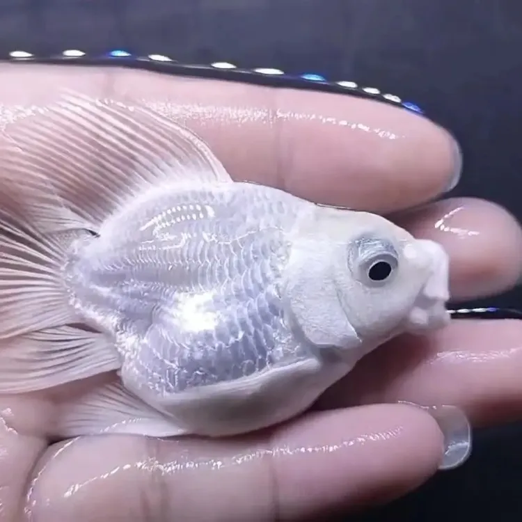 台湾石膏白精品蝴蝶鲤普身短身球体大鳍大尾厚鳍血统纯正好养耐活