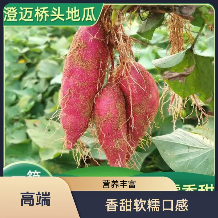 海南特产桥头地瓜香甜软糯饱满红薯干面番薯板栗味农产品5/9斤