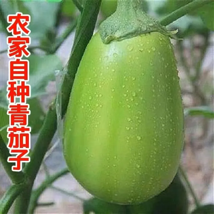河南新鲜农家自种露天青茄子现摘现发可生吃5斤装包邮