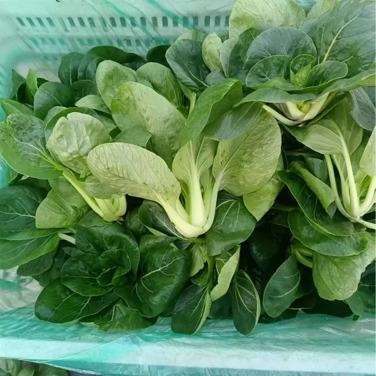 【田儿农家苏州青小青菜】顺丰包邮农家小青菜苏州青香菇青菜油菜