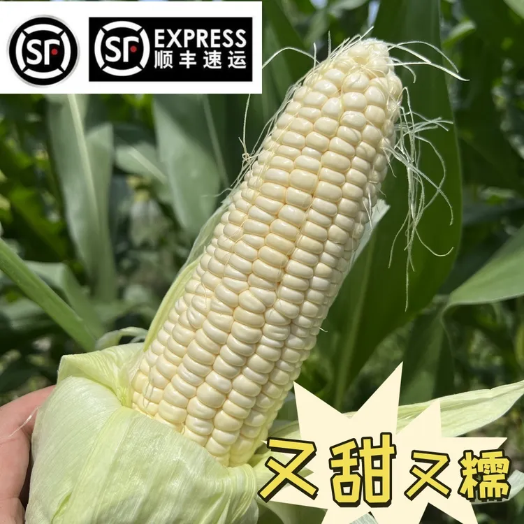 （顺丰包邮）苏北本地农家种植白甜糯玉米露天皮薄糯玉米新鲜采摘