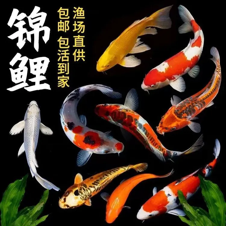 纯种高档锦鲤鱼苗观赏鱼多种花色冷水鱼现货混搭