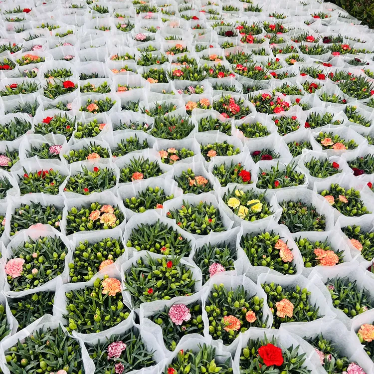 康乃馨盆栽带花苞大花四季开花室内阳台石竹花苗好养绿植花卉礼物