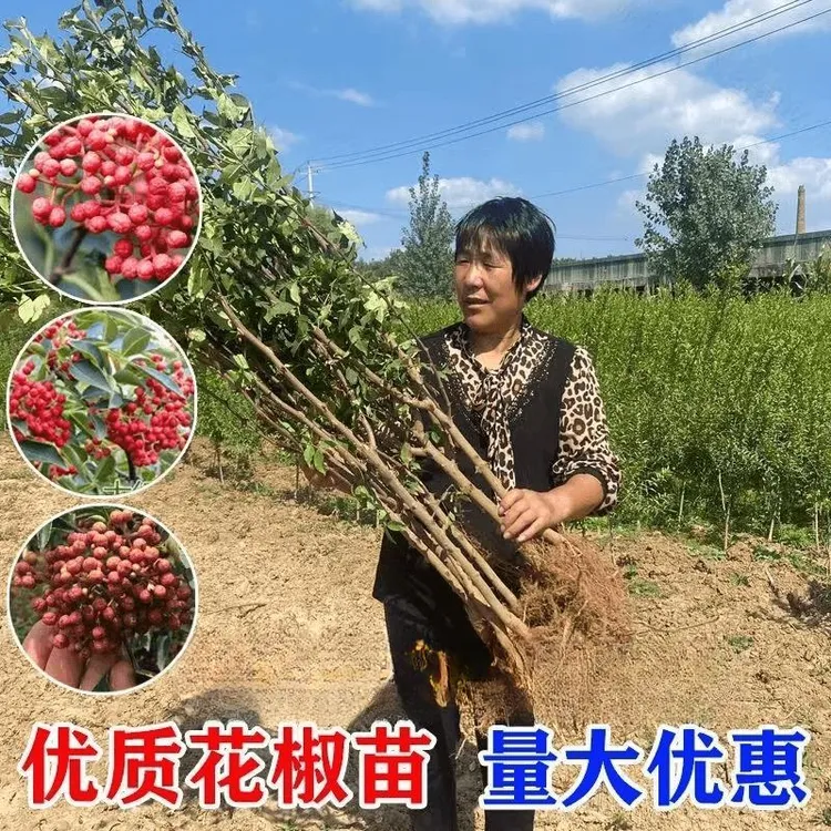 【正宗】花椒树大苗特大号大红袍青花椒苗耐寒耐热盆栽地栽当年结果