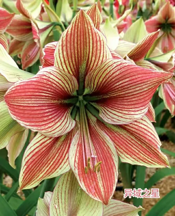 【异域之星】~青州品韵 荷兰进口朱顶红单瓣花