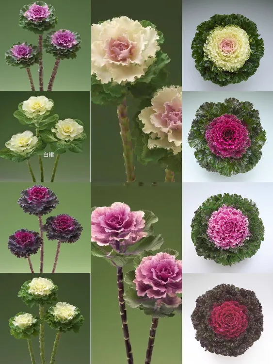 羽衣甘蓝一代进口褶裙水晶系十个品种混发20粒,盲目播种不包售后