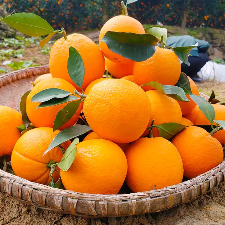 赣南脐橙果农自卖正宗新鲜赣南脐橙现摘现发果圆直发