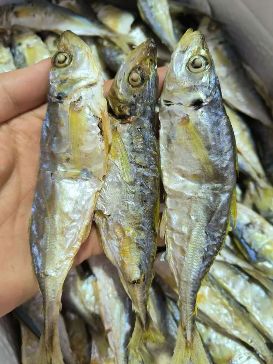 黄尾巴的巴浪鱼干