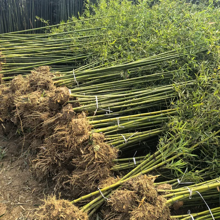 毛竹树苗现挖竹苗楠竹根竹子苗巨龙竹竹苗楠竹苗大型毛竹苗雷笋苗