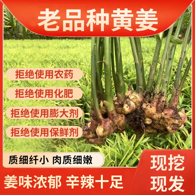 【壹粒实安】高山林地老品种小黄姜3斤5斤