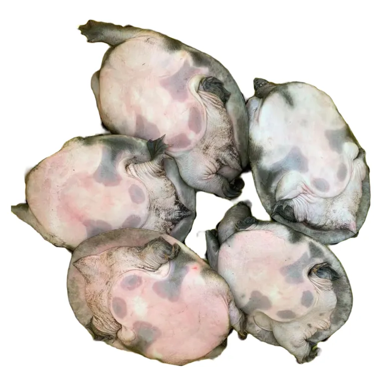 外塘冷水黑花中华甲鱼仔2-4两