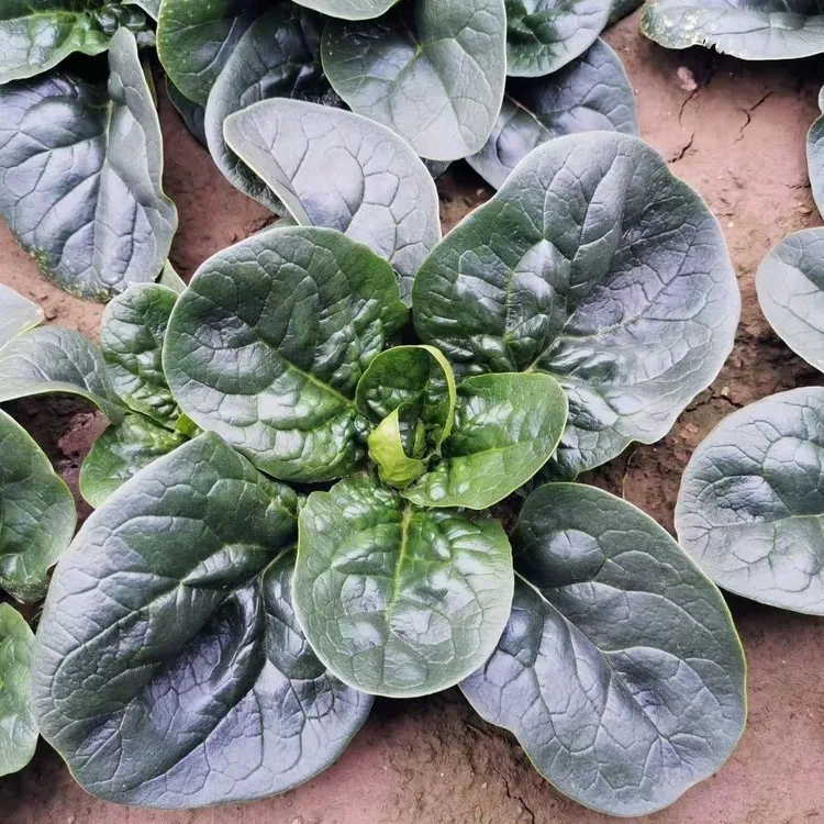 【农户价】河南露天霜冻矮杆趴地小菠菜新鲜红根菠菜青菜蔬菜3斤5斤