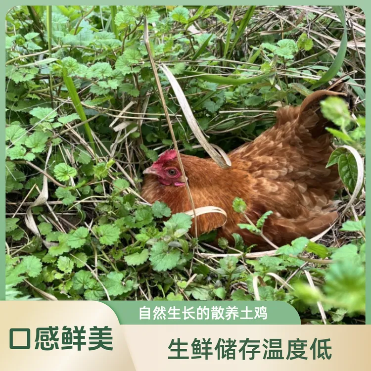 大别山老母鸡一只配板栗米一份，白条真空包装冷链发货，中通特快