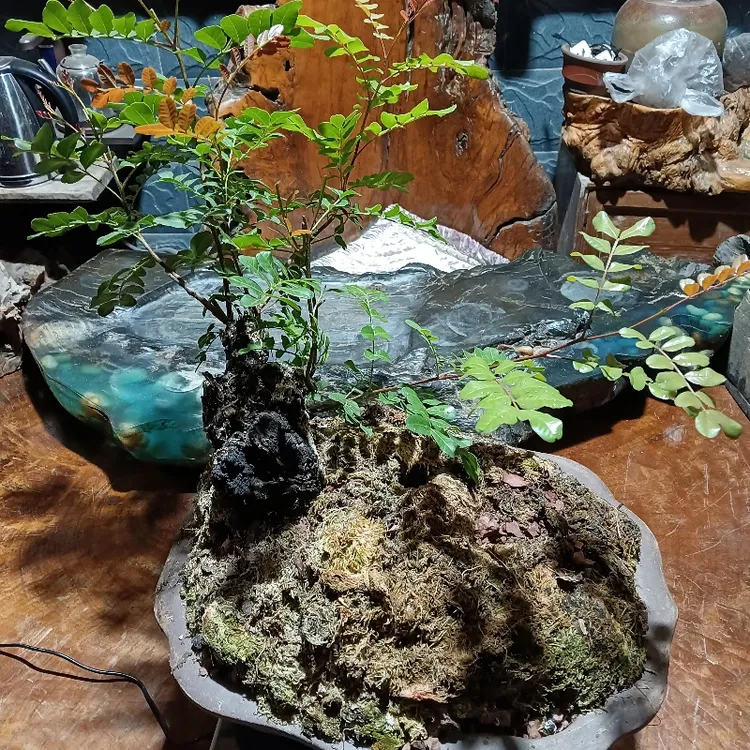 正宗云南红芽清香木  其他 盆景盆栽一物一拍